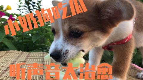 娱乐吃瓜狗,吃瓜狗带你探秘明星幕后故事